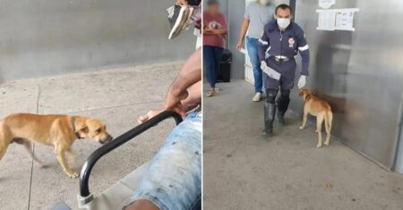 Cão fiel seguiu durante 3 km a ambulância que levava a seu dono até o hospital em Roraima