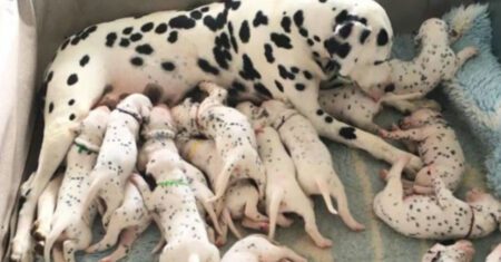Cadela dálmata surpreende seus donos após dar à luz 16 lindos filhotes