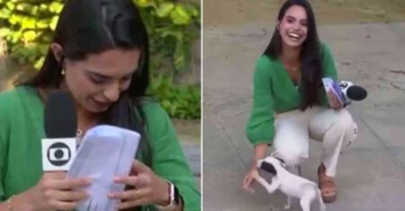 Repórter é surpreendida por cachorrinho durante transmissão ao vivo e pausa para acariciá-lo