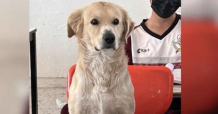 Professora permite que cachorrinho assista às aulas com sua dona e ganha elogios