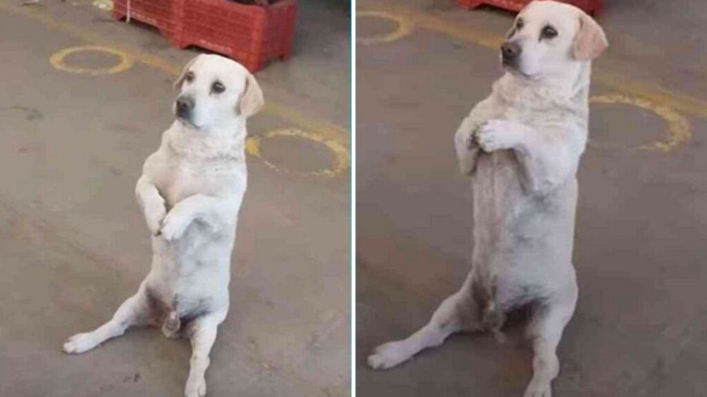Cachorrinho senta na frente de comerciante, ergue as patinhas para pedir comida: “Bem comportado”