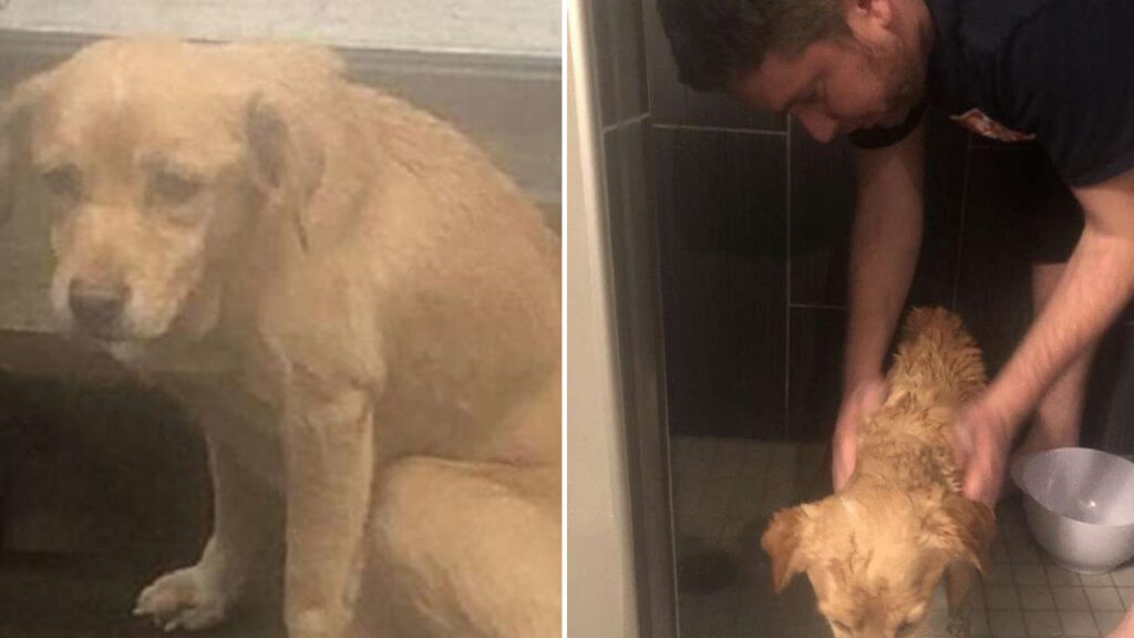 Homem esqueceu de fechar a porta de casa e se tornou dono de um amoroso cão que fugia da chuva