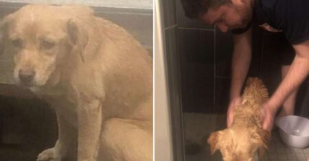 Homem esqueceu de fechar a porta de casa e se tornou dono de um amoroso cão que fugia da chuva