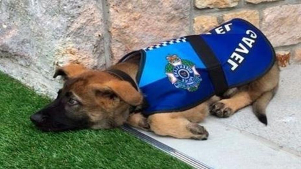 Cachorrinho foi demitido da polícia por ser ‘fofo demais’