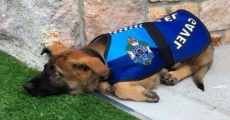 Cachorrinho foi demitido da polícia por ser ‘fofo demais’