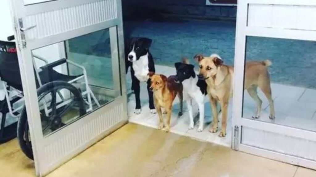 Cães de rua se recusam a sair da porta do hospital onde seu amado dono estava sendo atendido