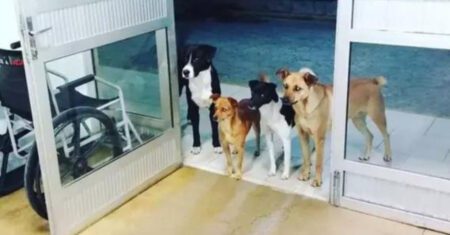 Cães de rua se recusam a sair da porta do hospital onde seu amado dono estava sendo atendido