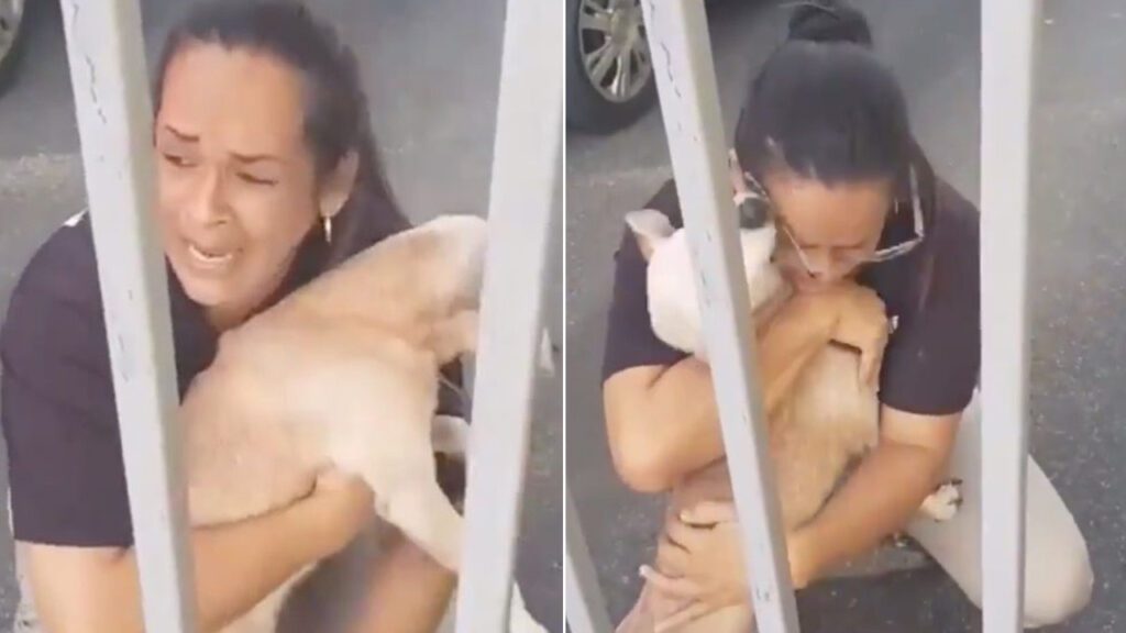 Mulher é vista emocionada e inconsolavelmente após reencontrar seu cachorro. Ela o abraça sem parar