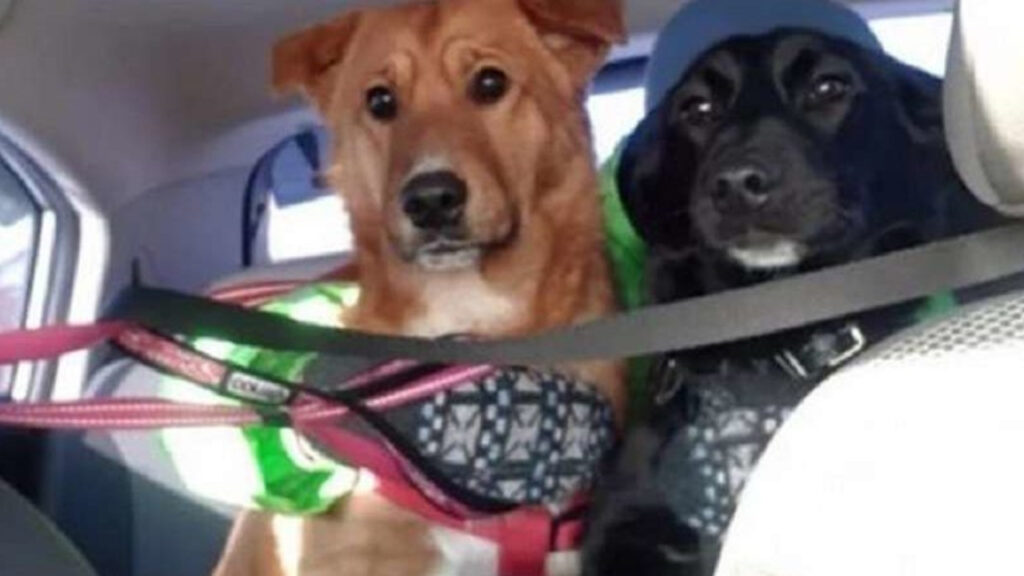 Por vários meses, um cachorro sem-teto ajudou um animal de estimação a sobreviver na rua