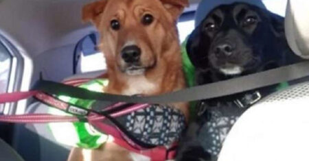 Por vários meses, um cachorro sem-teto ajudou um animal de estimação a sobreviver na rua