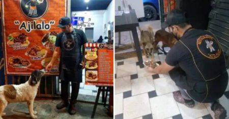 Dono de restaurante alimenta cachorrinho de rua e ele leva seus amigos para também serem alimentados