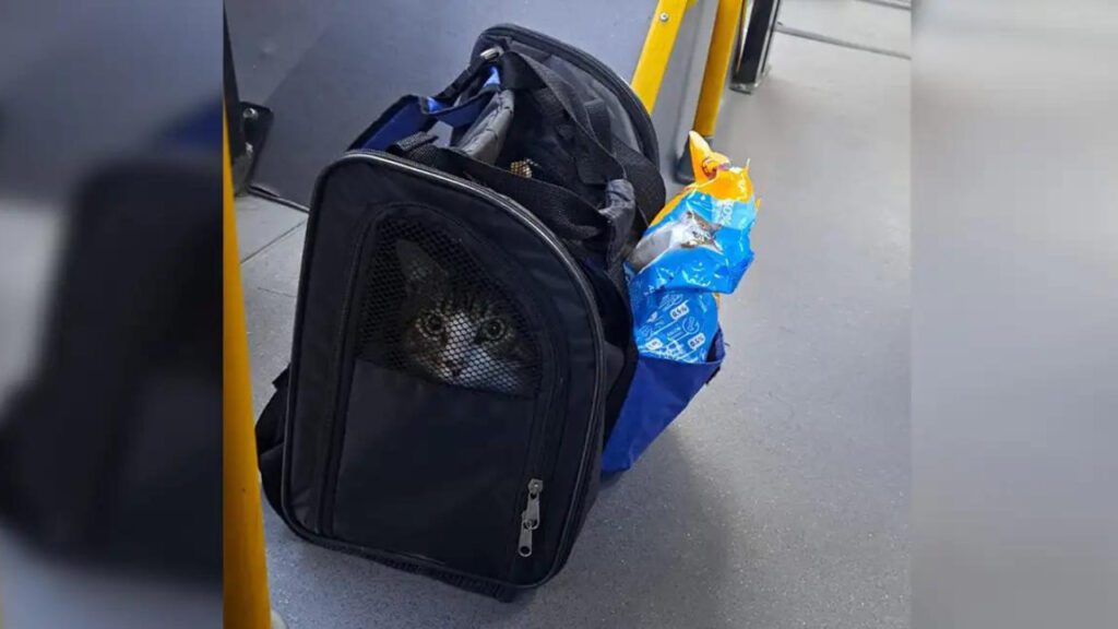 Motorista adota gatinho que foi abandonado no ônibus que dirige