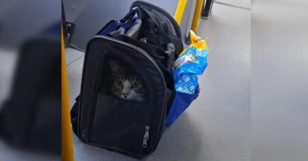 Motorista adota gatinho que foi abandonado no ônibus que dirige
