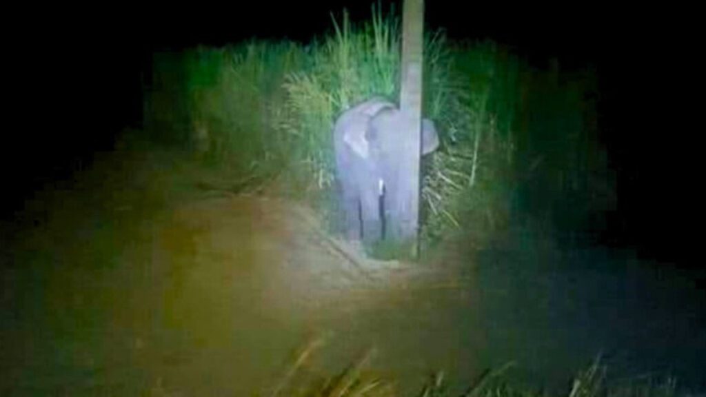 Adorável bebê elefante tenta se esconder atrás de poste após ser pego comendo cana-de-açúcar