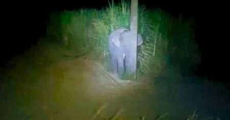 Adorável bebê elefante tenta se esconder atrás de poste após ser pego comendo cana-de-açúcar