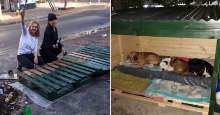 Mulheres se reúnem para construir casinhas para protegerem cães de rua das chuvas