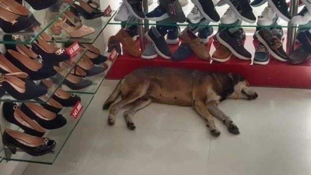 Loja de calçados permite que cachorros de rua entrem para se protegerem do frio e calor