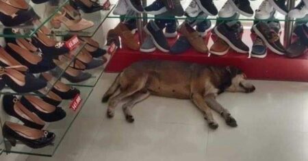 Loja de calçados permite que cachorros de rua entrem para se protegerem do frio e calor