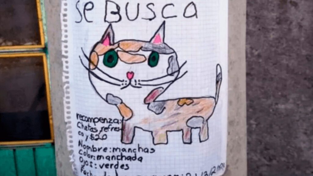 Menino perde seu gatinho e desenha um cartaz para encontrá-lo