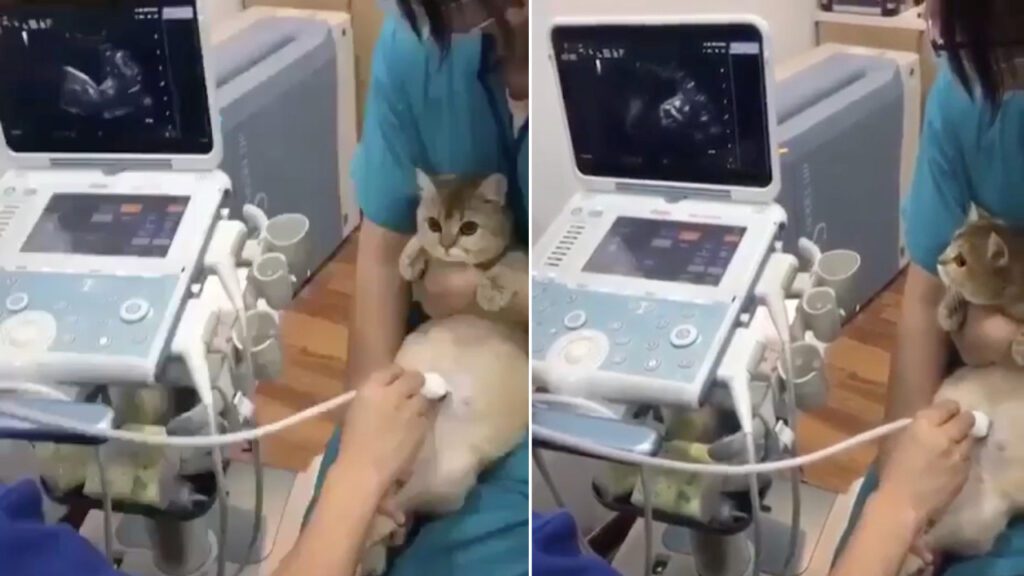 Gatinha é levada para seu primeiro ultrassom e junto com sua dona descobre que terá 4 bebês