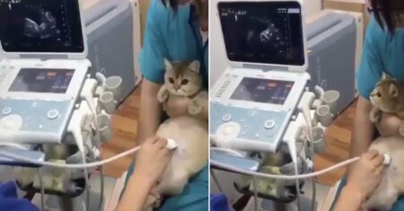 Gatinha é levada para seu primeiro ultrassom e junto com sua dona descobre que terá 4 bebês