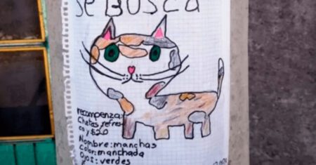 Menino perde seu gatinho e desenha um cartaz para encontrá-lo