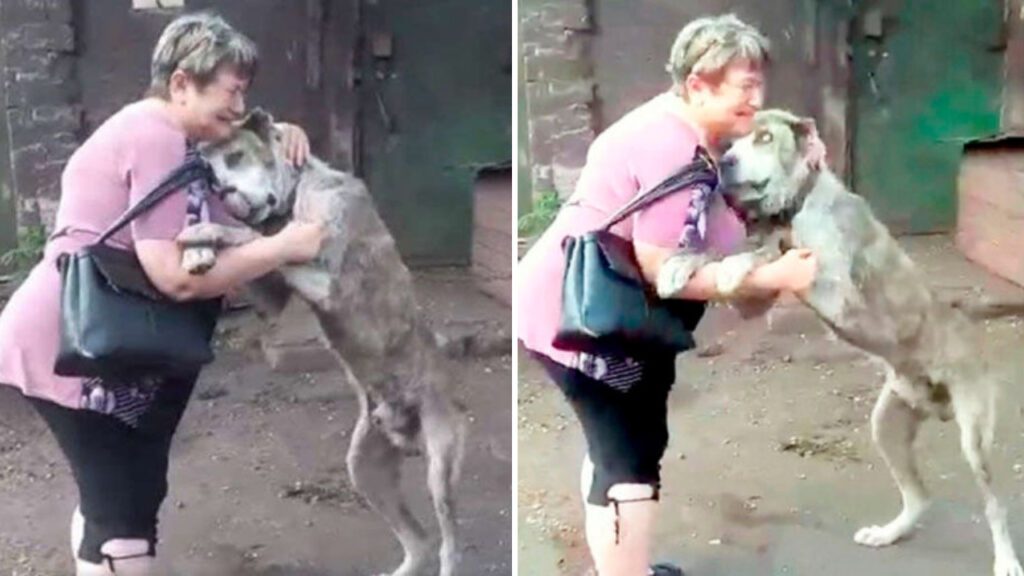 O reencontro emocionante de uma mulher com seu cachorrinho que havia sido roubado há 2 anos