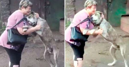 O reencontro emocionante de uma mulher com seu cachorrinho que havia sido roubado há 2 anos