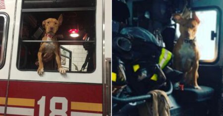 Cadela abandonada pela família é acolhida por bombeiros e agora faz parte da equipe