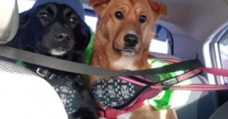Cachorrinho de rua ajudou outro cão que havia se perdido de sua família a sobreviver na rua