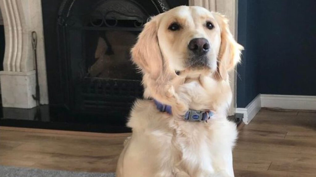 Cachorro se perdeu de sua nova família e teve que viajar 65 quilômetros para chegar à sua casa