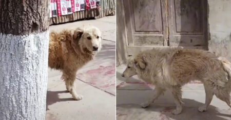 Cão sem-teto assiste tristemente a um desfile de cães com seus donos