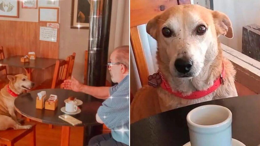 Cão adotado por donos de cafeteria se torna a melhor companhia para os clientes
