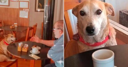 Cão adotado por donos de cafeteria se torna a melhor companhia para os clientes