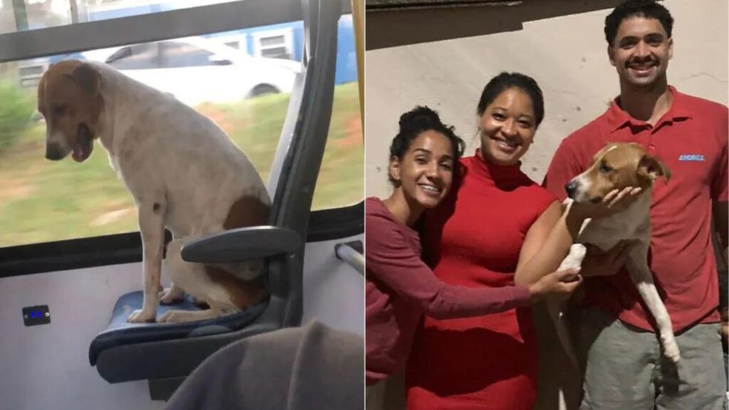 Cão que viajou sozinho em ônibus volta para casa e família se diverte com repercussão: ‘Não é só cachorro, é passageiro agora’