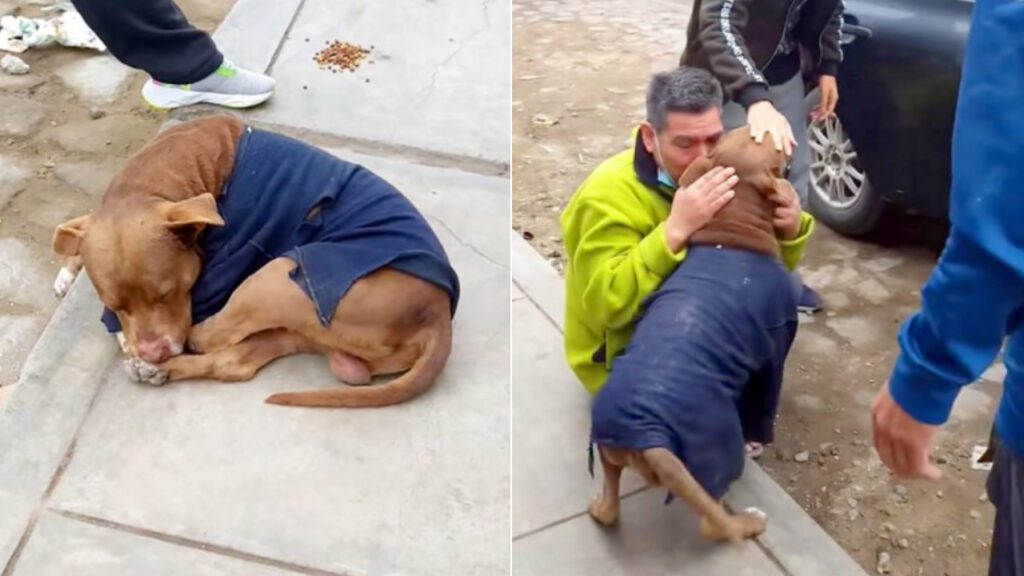 Homem chora ao reencontrar seu cachorro que passou 5 meses sobrevivendo nas ruas