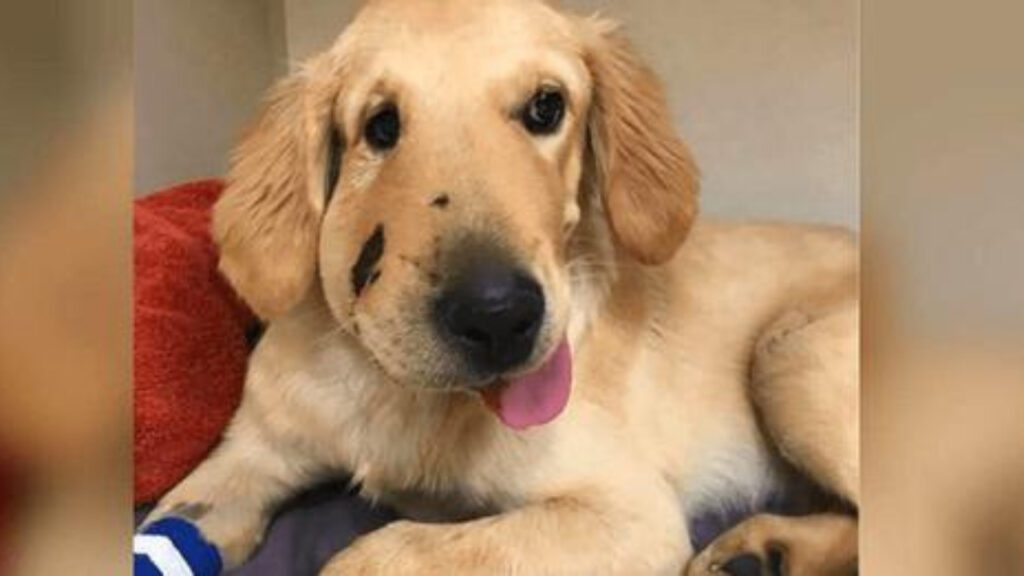 Cachorro pula na frente de sua dona para salvá-la de uma picada de cobra