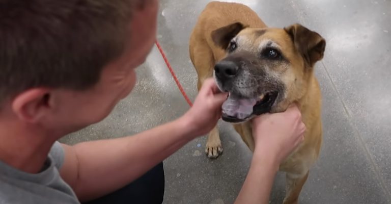 Homem leva cachorro de rua a pet shop e compra tudo o que ele tocar