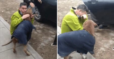 Homem se emociona ao reencontrar cachorrinha perdida que passou 5 meses na rua