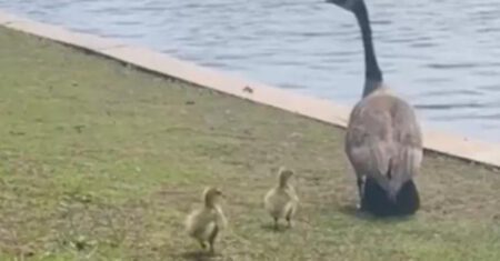 Mamãe ganso acolhe filhotes órfãos e os trata como se fossem seus