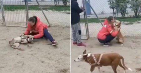 Mulher se joga no chão e chora ao encontrar cachorro roubado há 5 anos