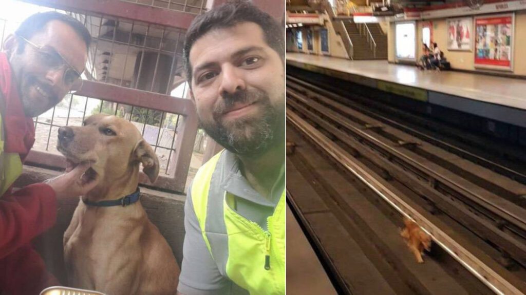 [HISTÓRIA] Cachorrinho que caiu em uma perigosa linha do metrô é resgatado em um ato heróico