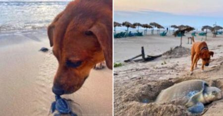 Cãozinho visita a praia diariamente para ajudar filhotes de tartarugas a chegarem ao mar