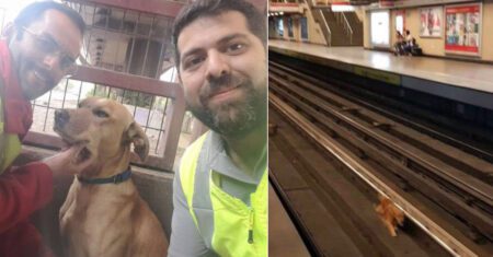 [HISTÓRIA] Cachorrinho que caiu em uma perigosa linha do metrô é resgatado em um ato heróico