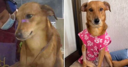 Cadela que passou por momentos difíceis nas ruas do RJ é resgatada e agora curte sua nova vida