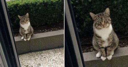 Gatinho vai à casa do vizinho todos os dias para ‘passear’ sua melhor amiga felina