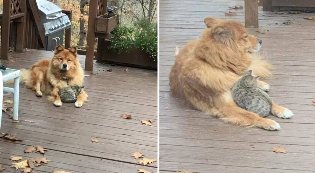 Cãozinho é visto aquecendo um gatinho de rua e surpreende a família