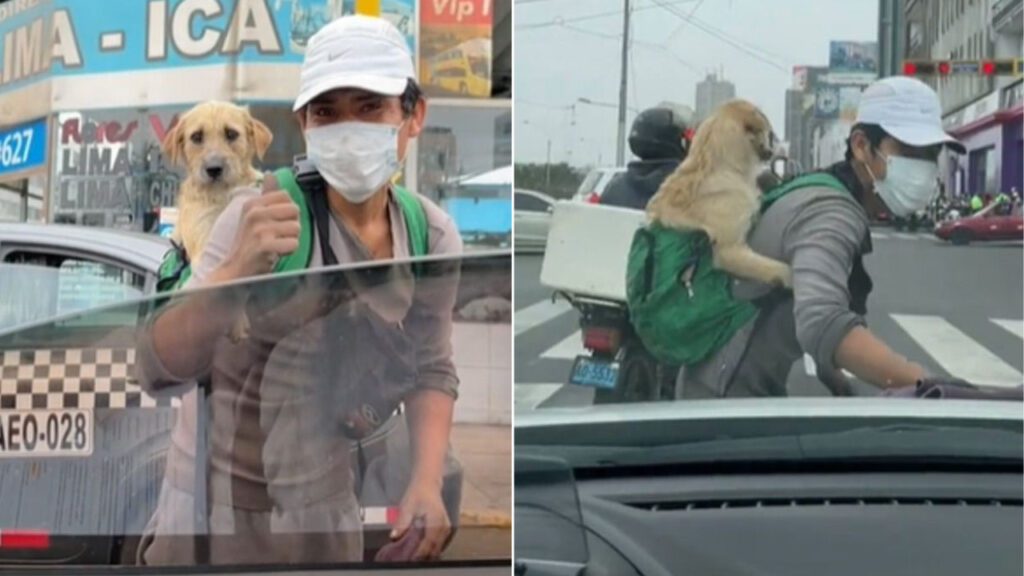 Jovem trabalha na rua limpando janelas com seu cachorrinho nas costas para não deixá-lo só