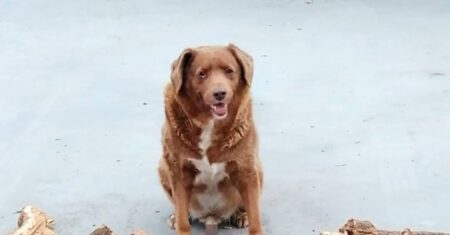 Bobi, o cão mais velho do mundo, completou 31 anos e ganhou toda as melhores comidas que sempre quis