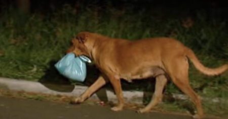 Cadelinha de rua adotada saia todas as noites com um saco com comida para dividir com outros cães